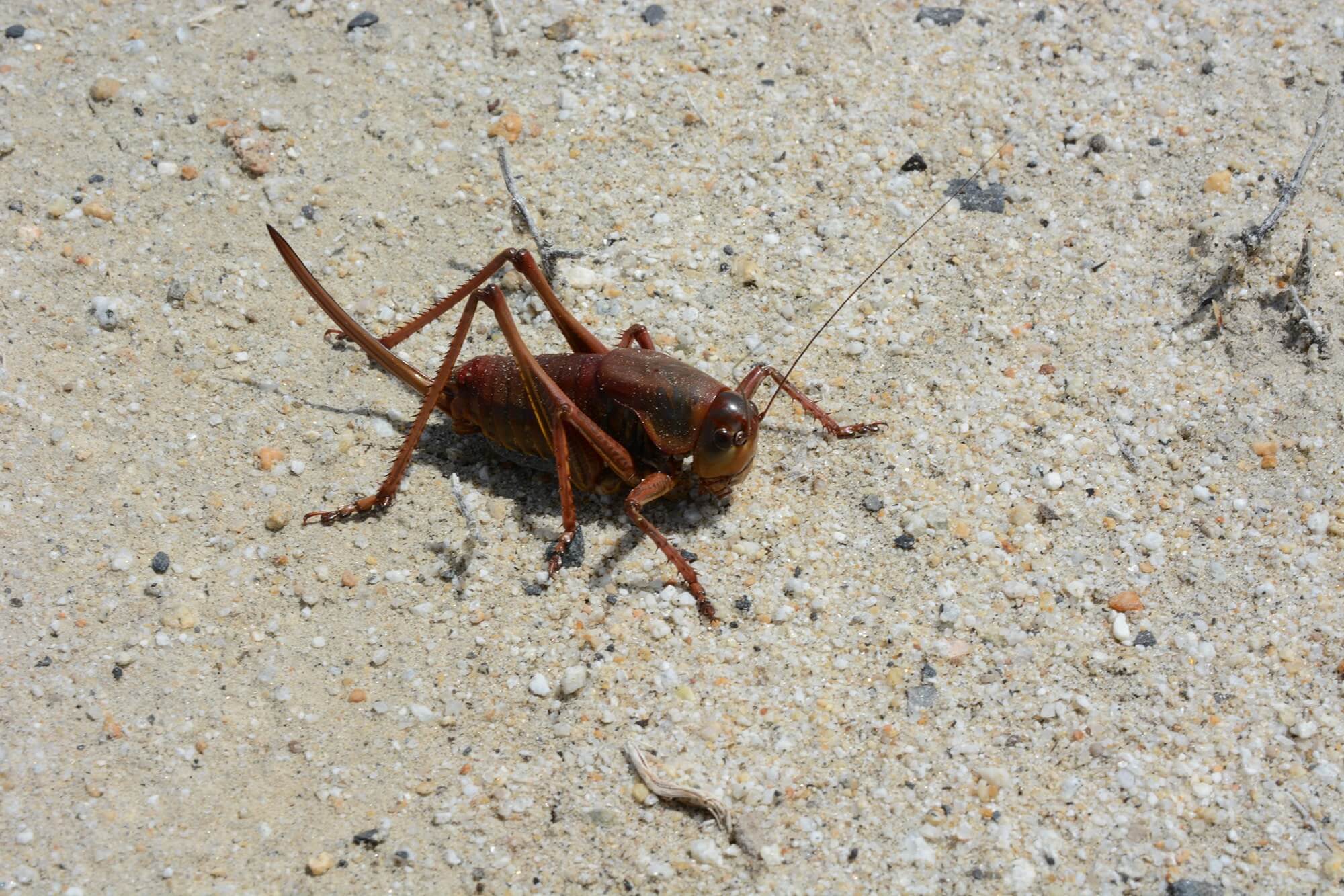 NDA To Host Public Meetings Feb 24 27 To Discuss Mormon Cricket And 